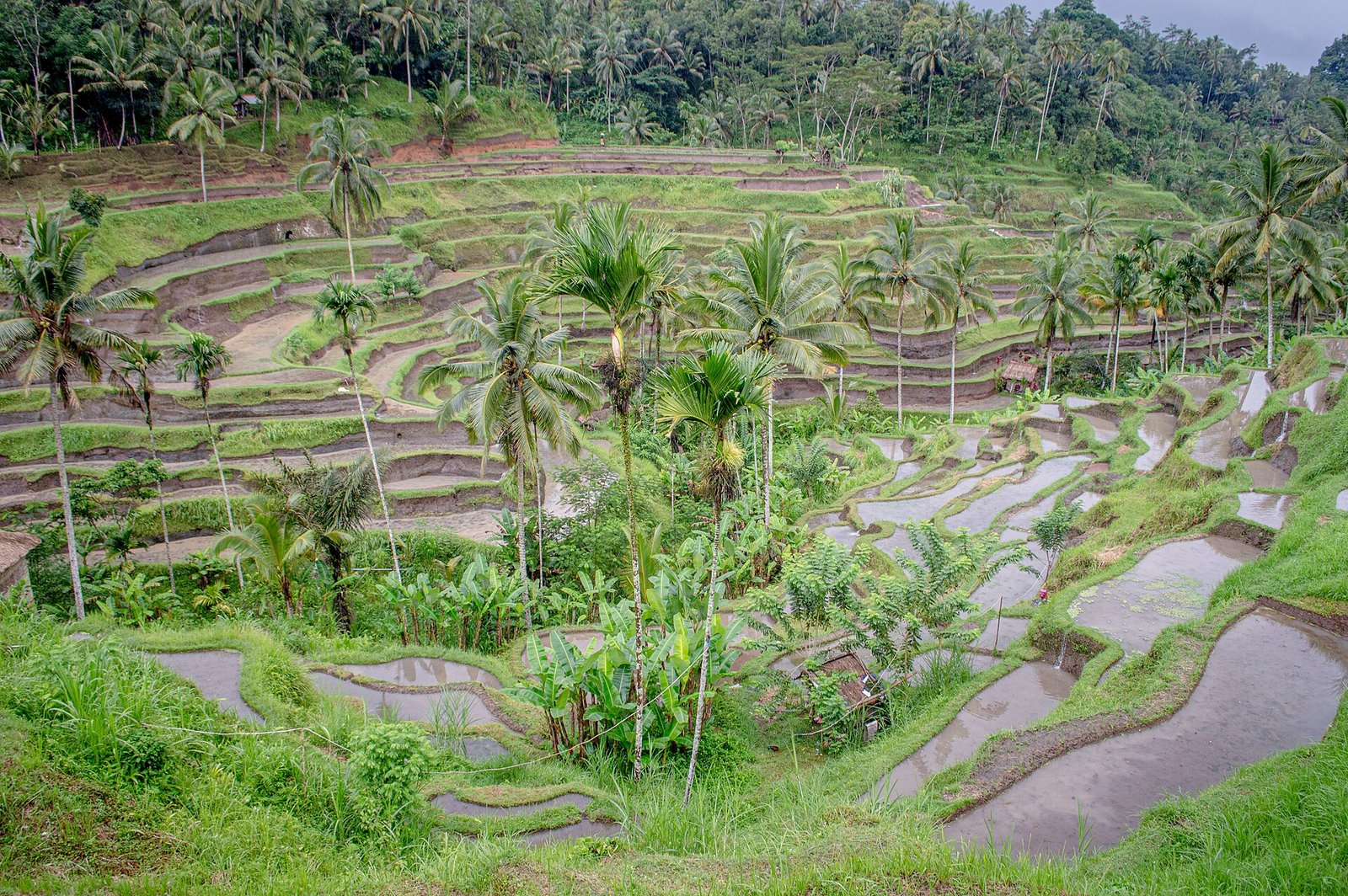 Tegallalang rice terraces north of Ubud, Bali