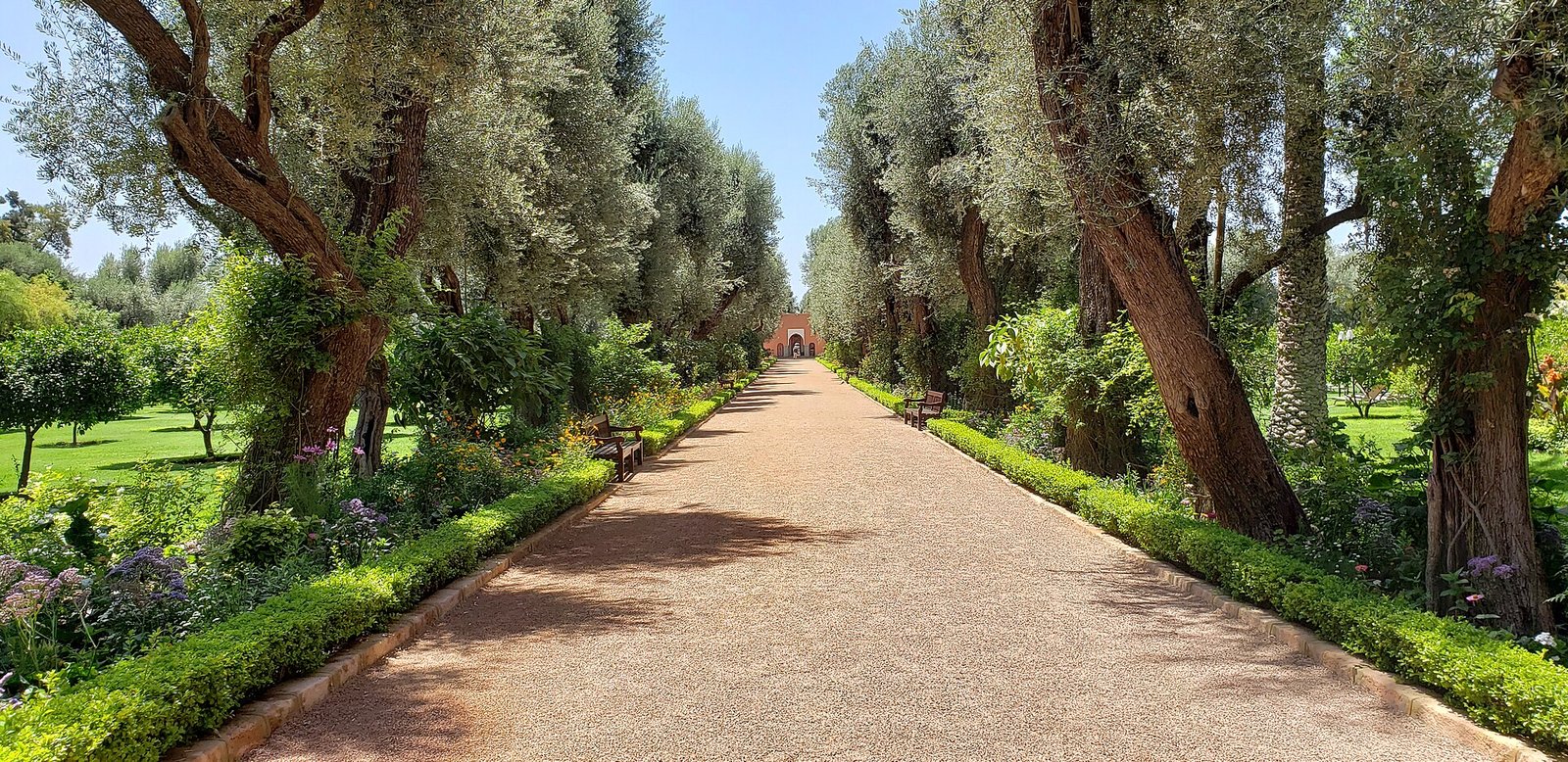 La Mamounia — olive-lined garden walk