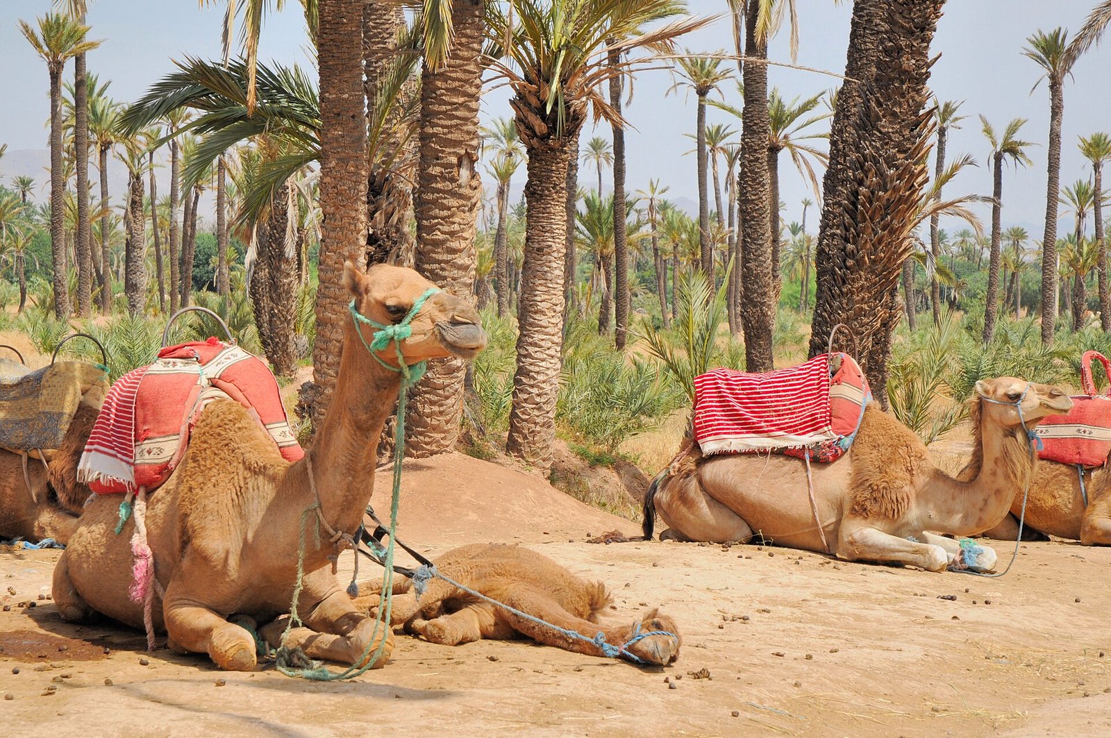 Camels resting in the Palmeraie