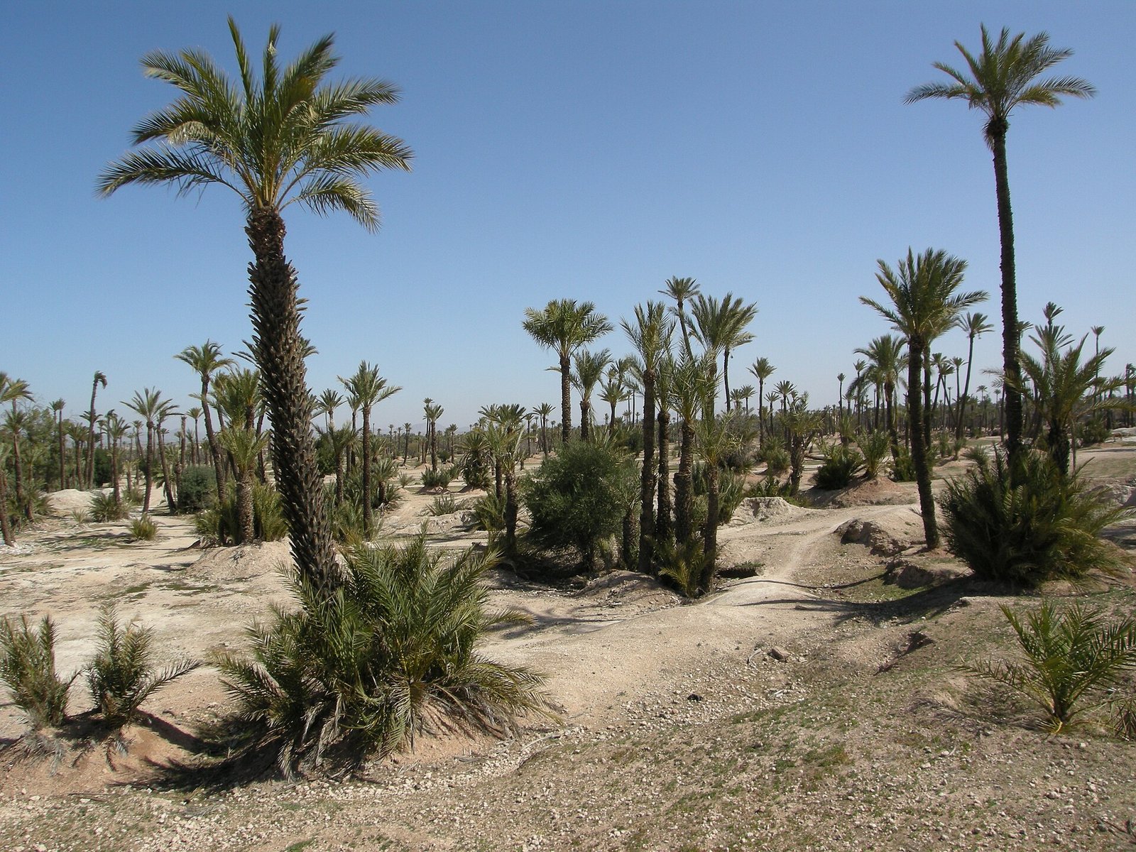 The Palmeraie palm grove
