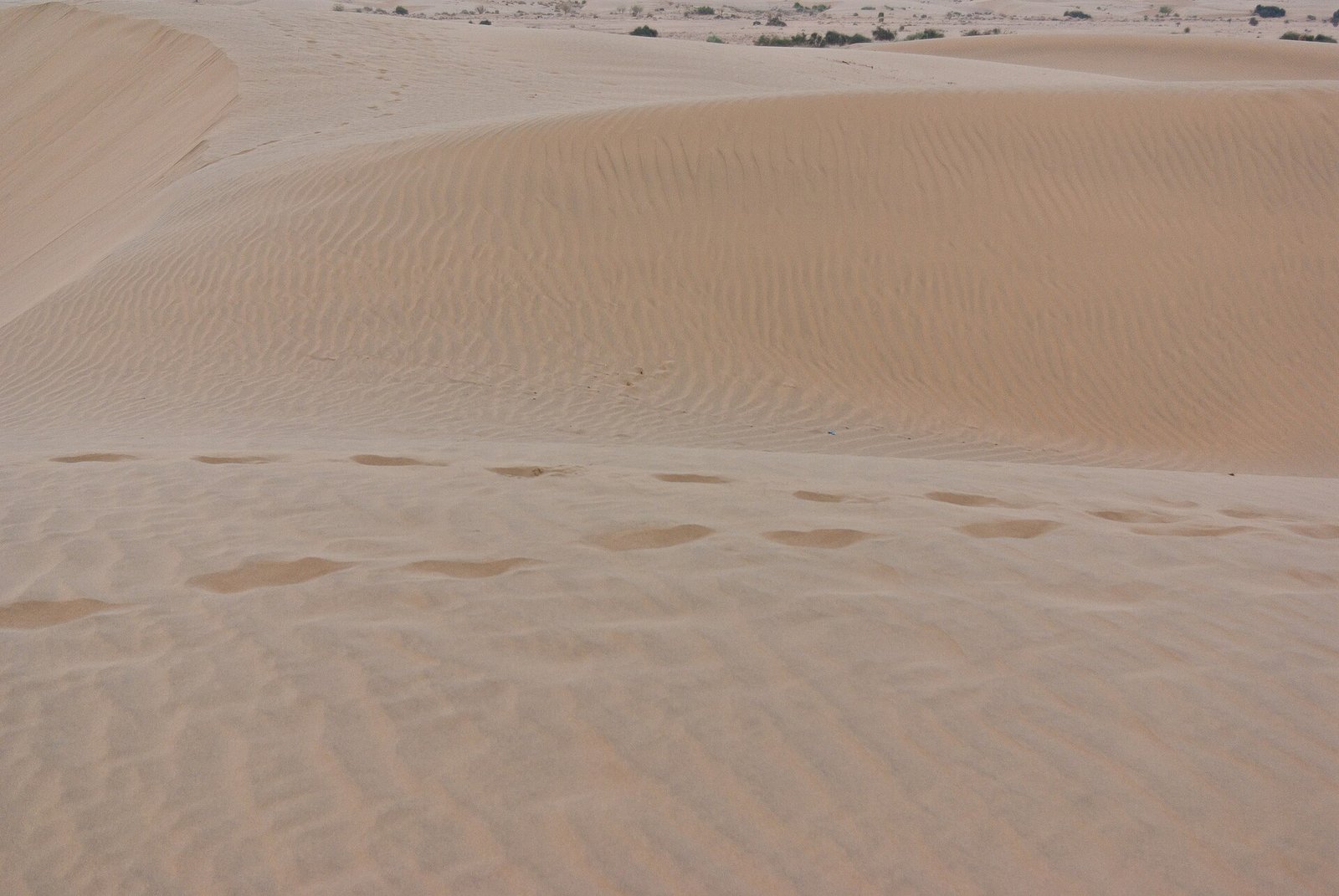 The Thar desert near Jaisalmer