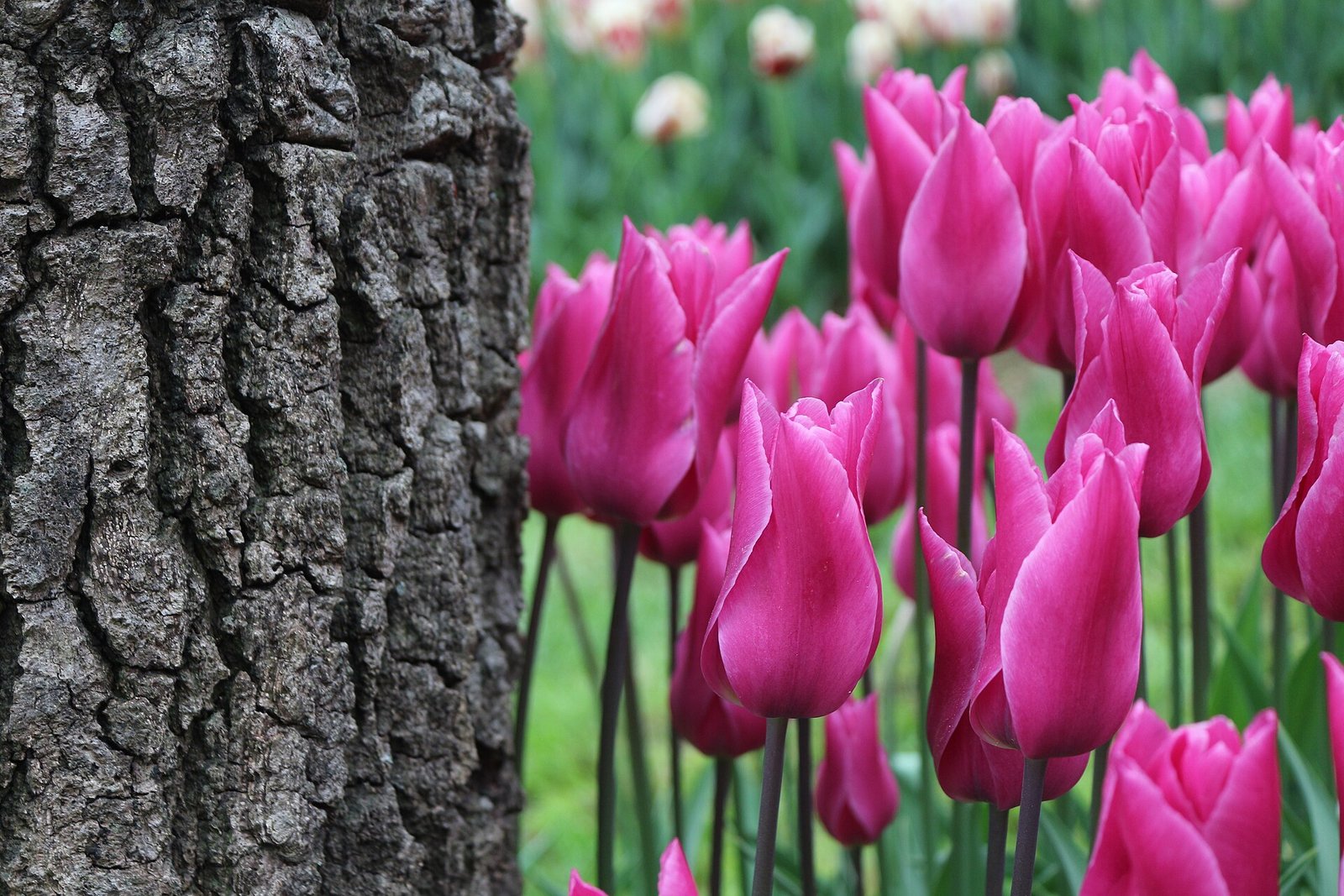 Tulips at Emirgan Park